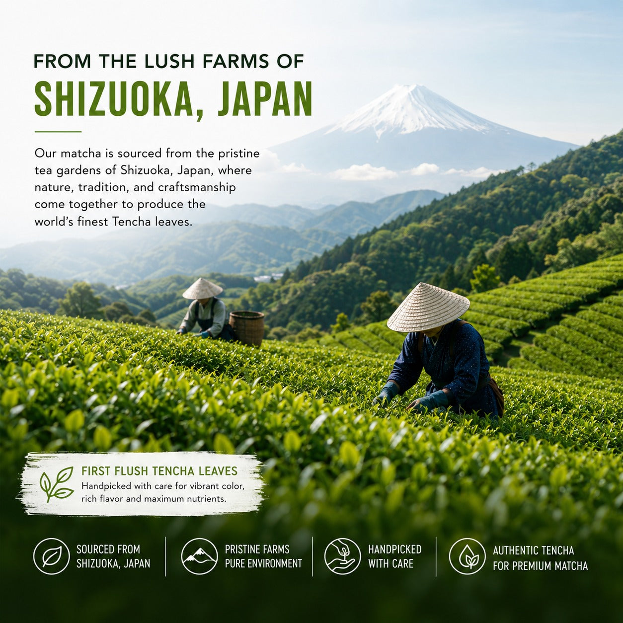 Zenncha Japanese Matcha Tea Powder Ceremonial Grade 50 grams